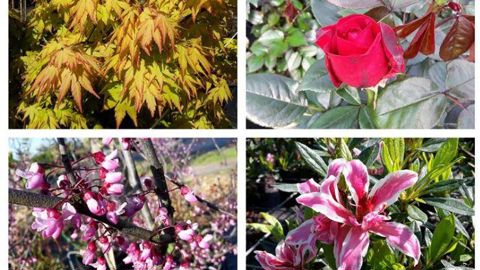 Petit quizz de la journée sur des plantes de pépinière, organisé sur Facebook par le CFPPA de Kerliver. ©CFPPA Kerliver